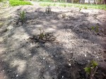 Coacazul Negru Plantat In Aprilie 02